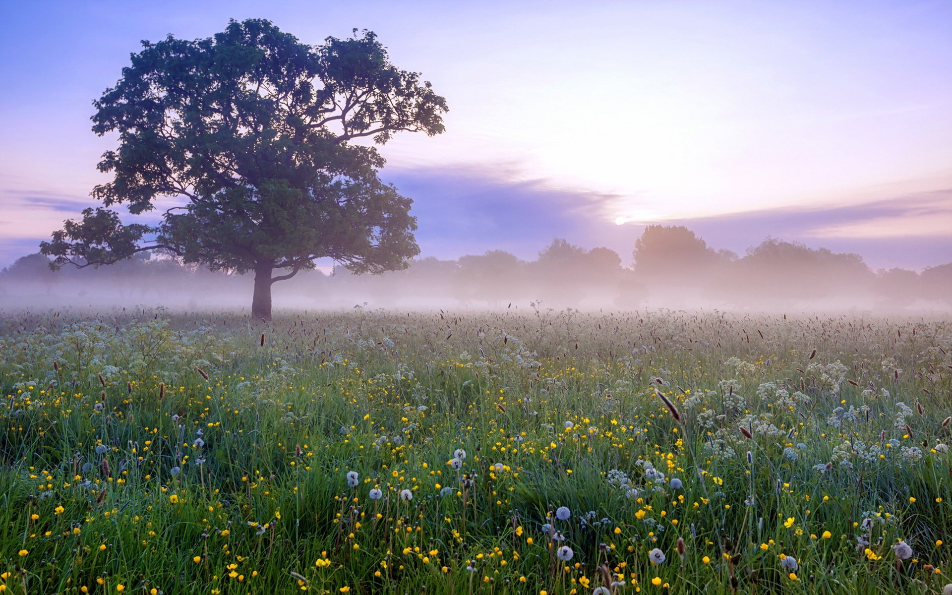 morning the field fog landscape