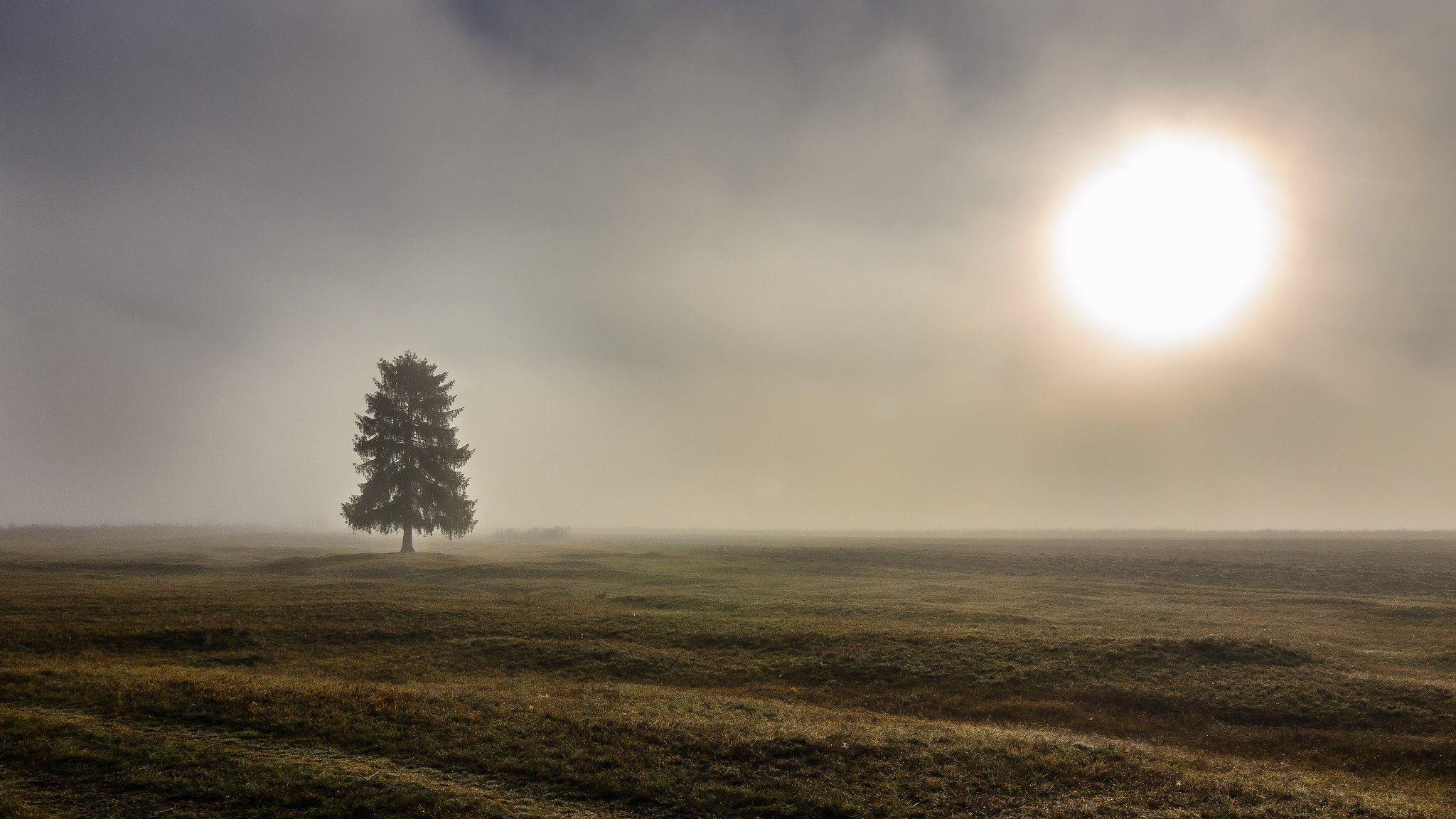 campo albero nebbia mattina