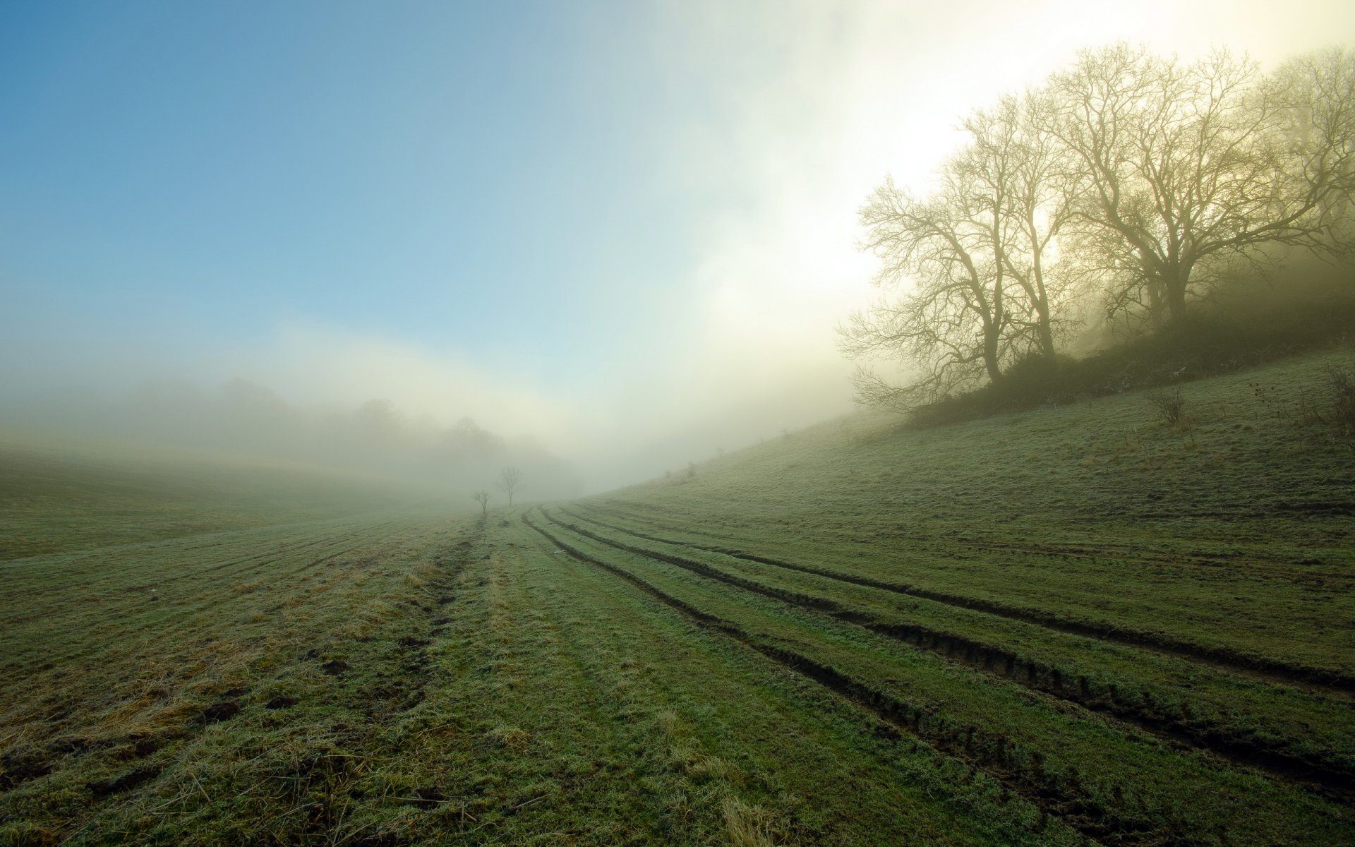 morning the field fog landscape