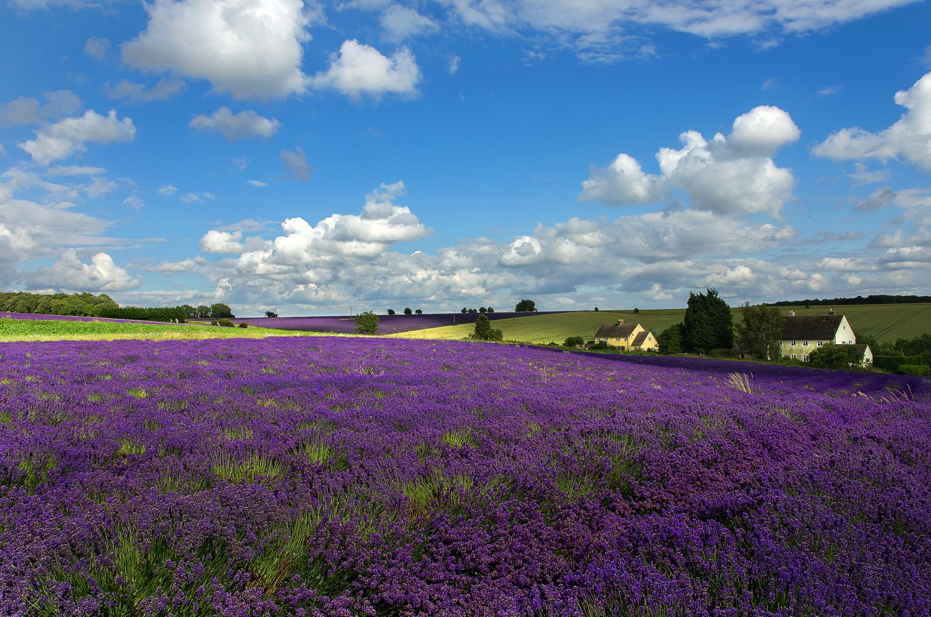 himmel wolken hügel feld wiese blumen bäume haus