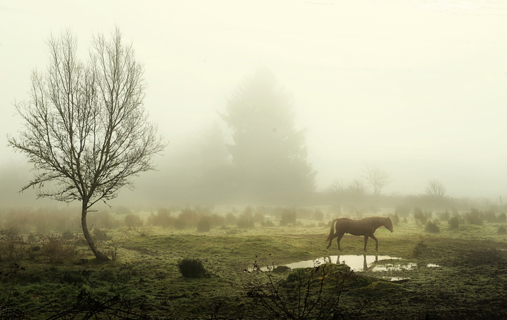 morning fog tree a pool horse