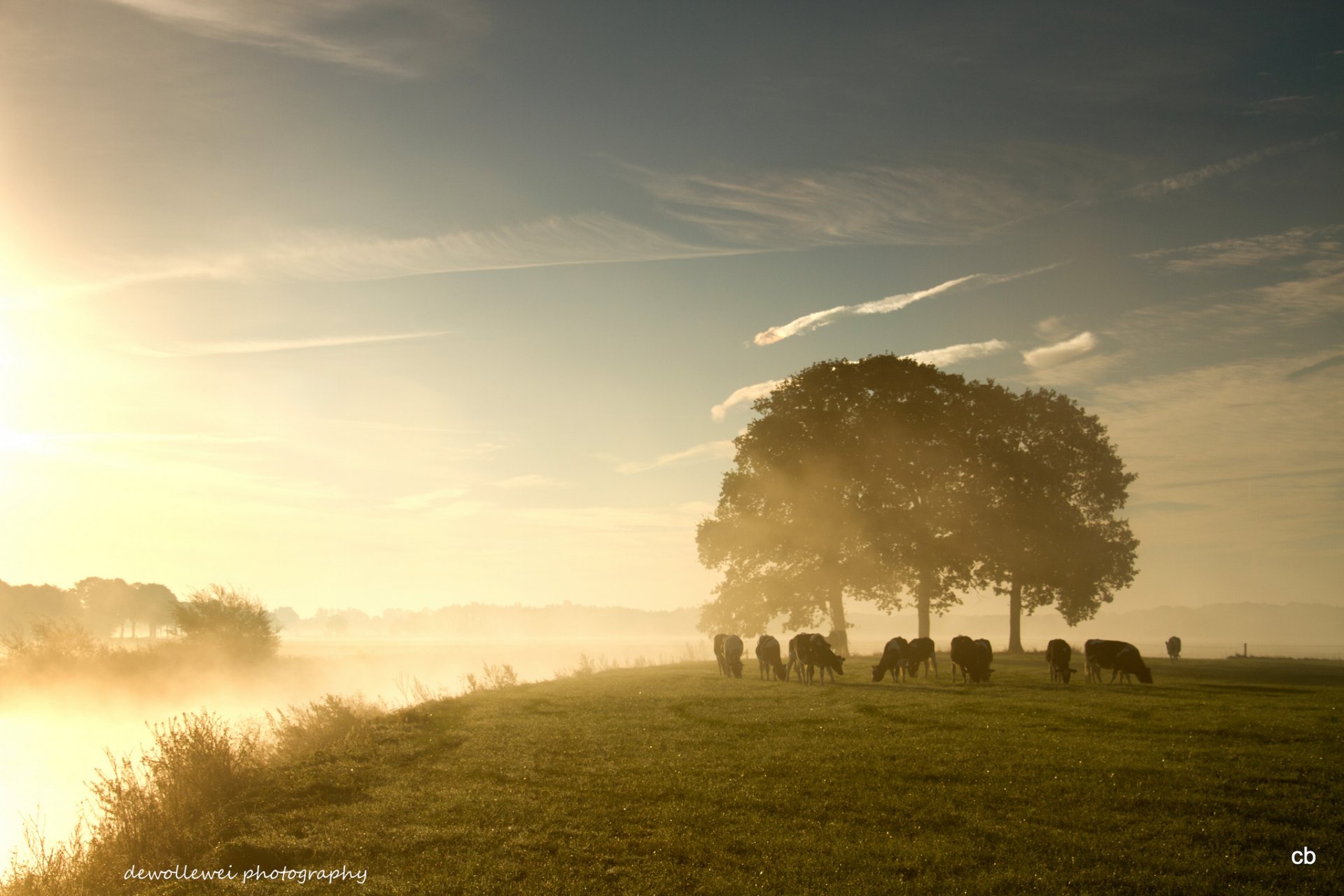 dewollewei pâturage vache dervy brouillard aube