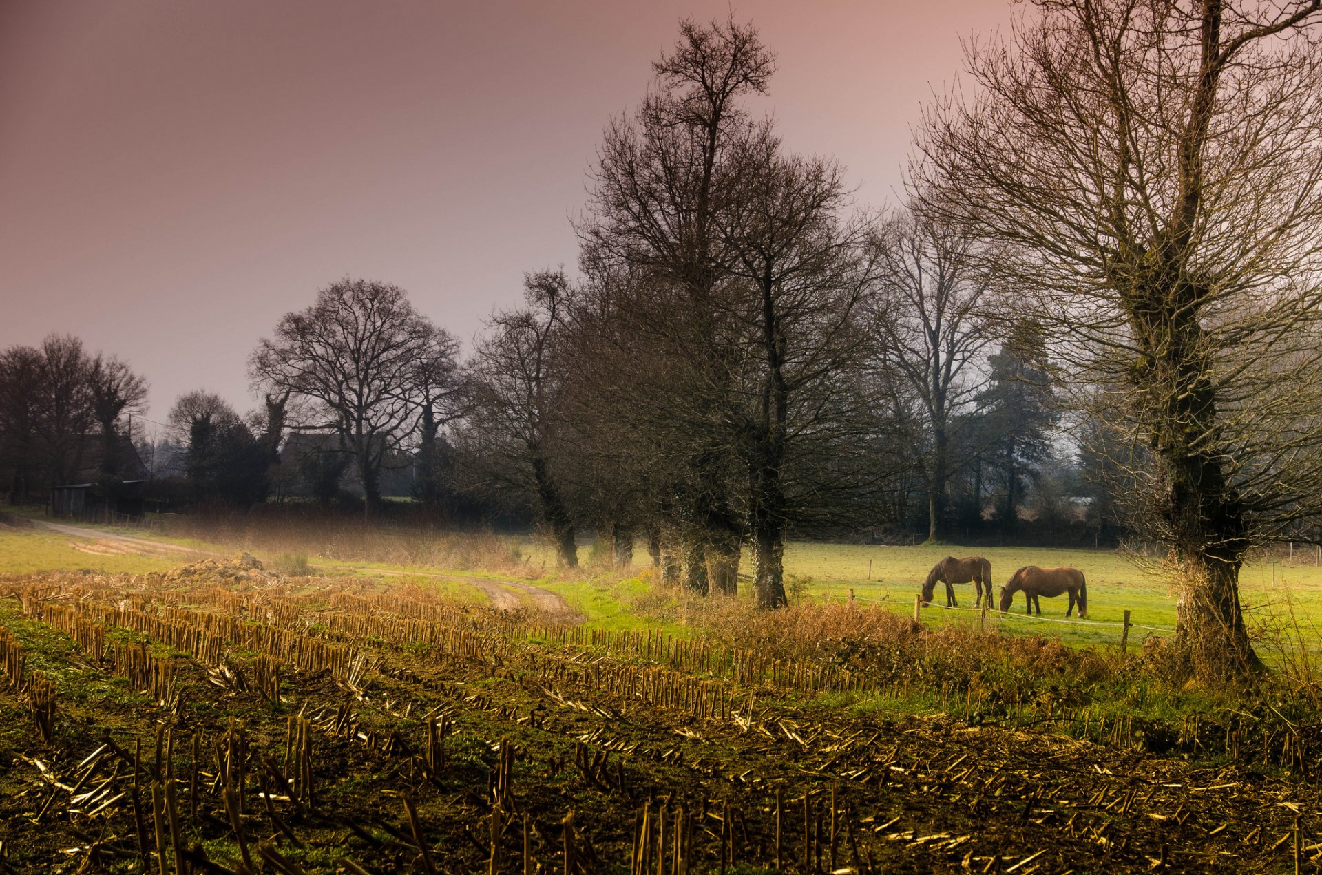 champ arbres chevaux soirée