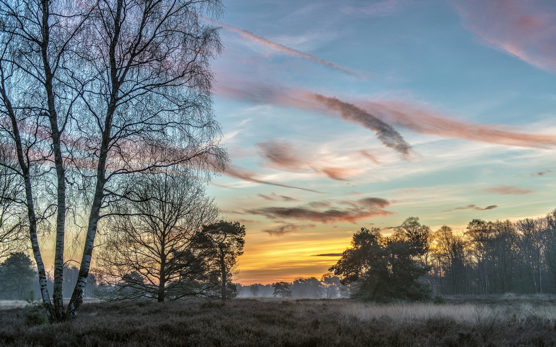 morning the field tree fog nature landscape