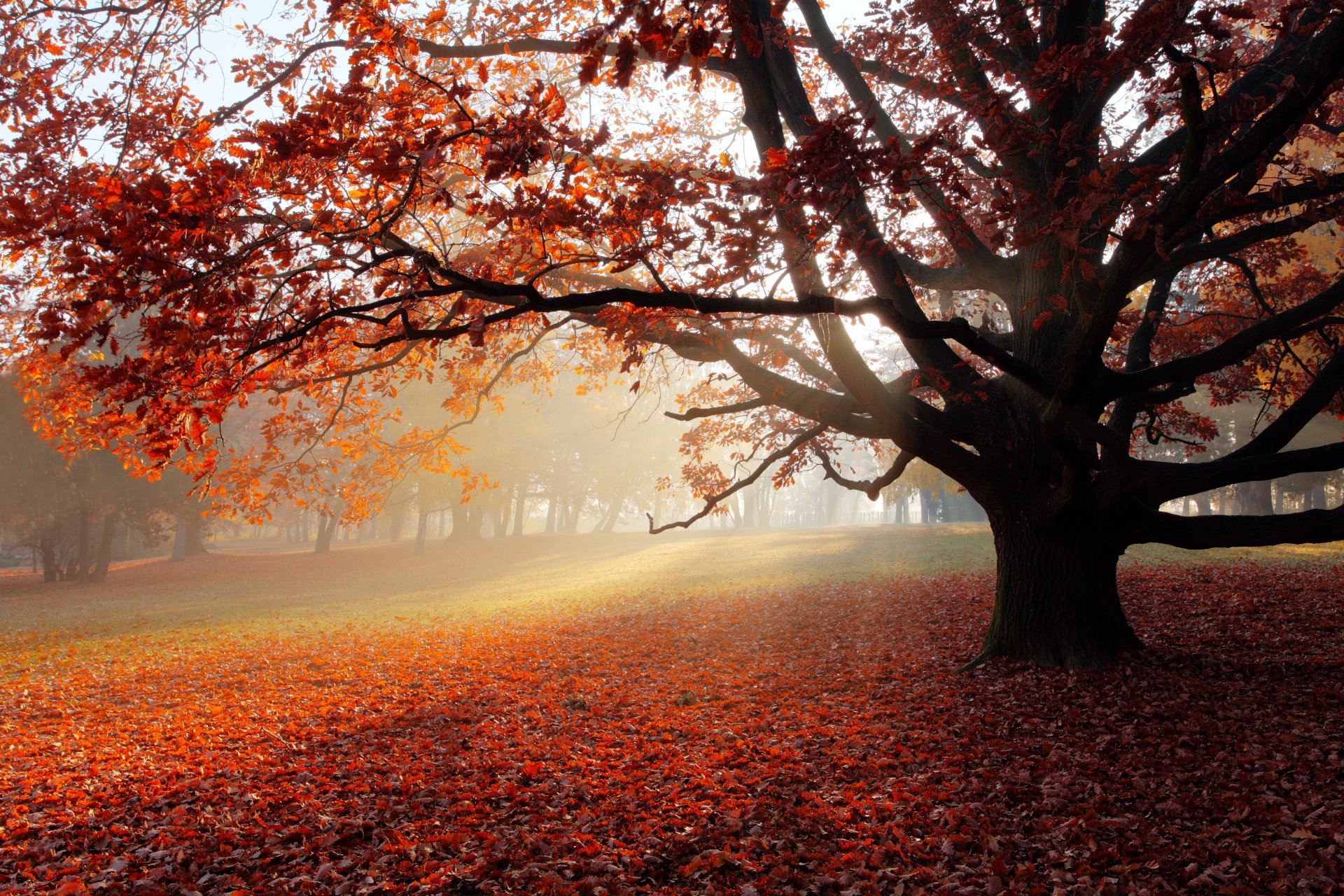 autunno parco albero solitario foglie di albero paesaggio bella scena natura raggi di sole