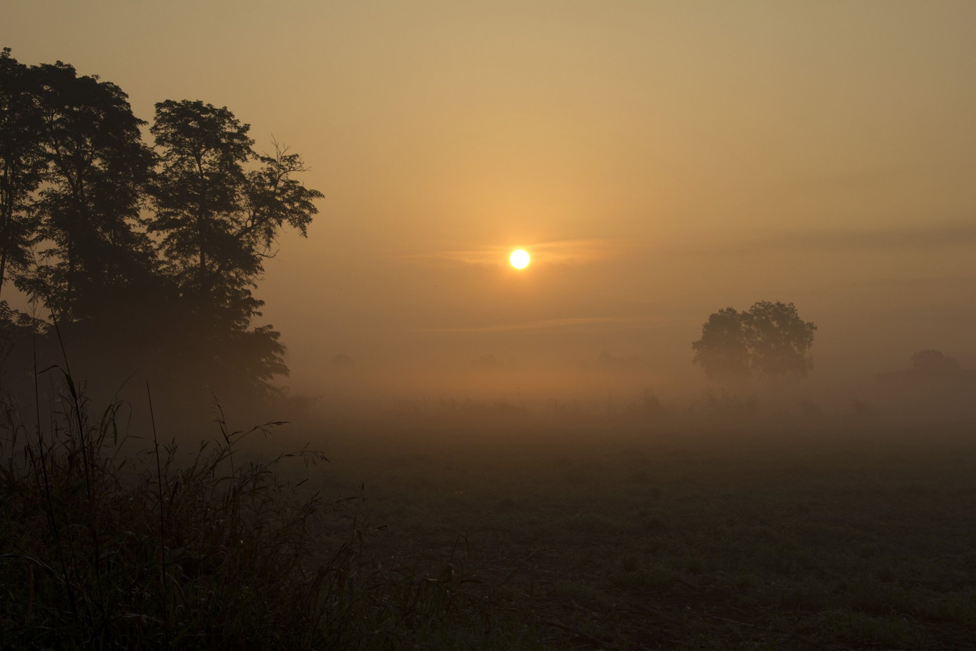 campo alberi nebbia sole alba