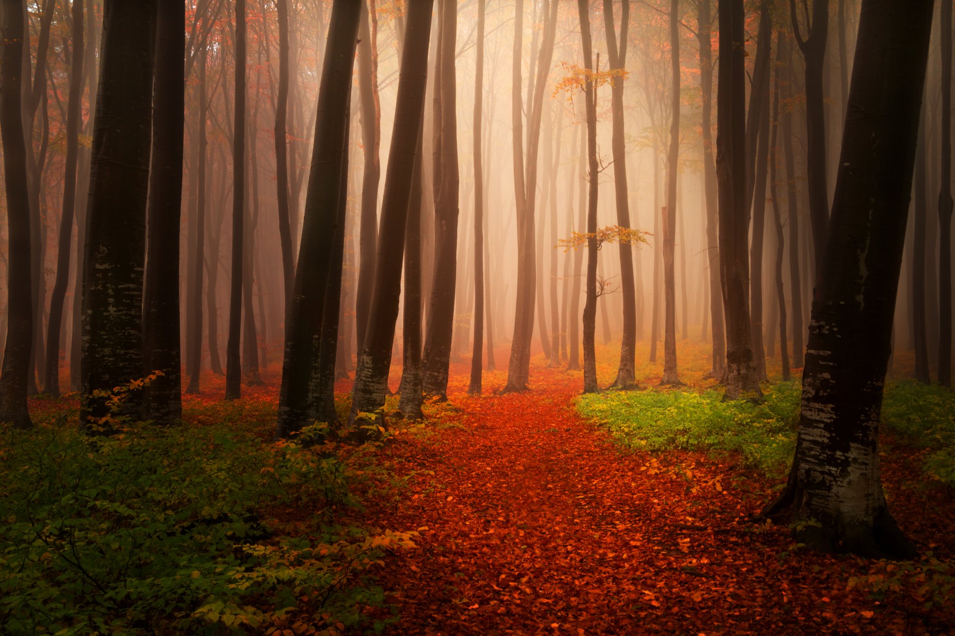 paisaje naturaleza otoño árboles niebla bosque camino hojas