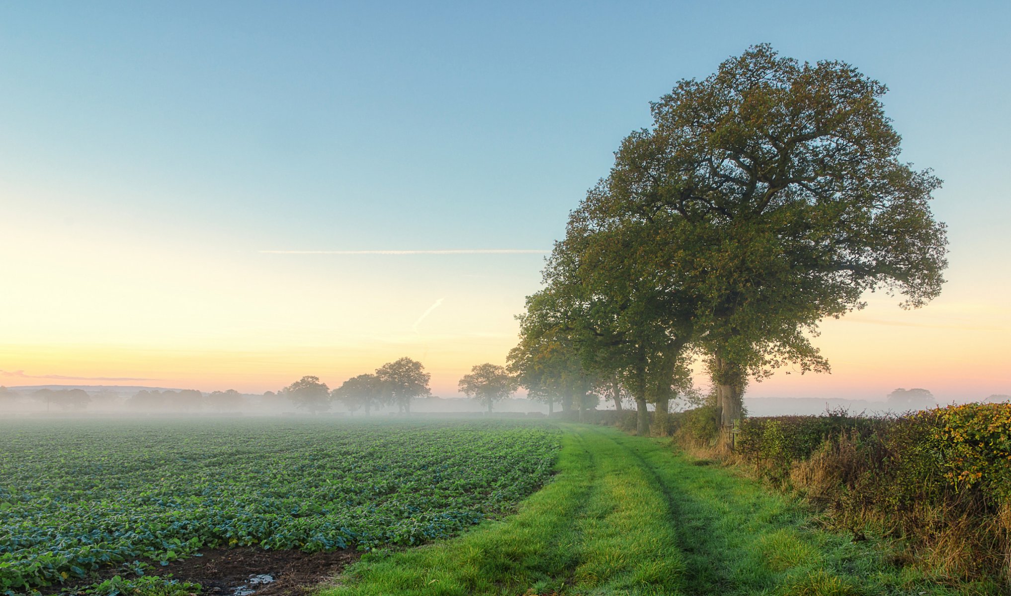 feld bäume nebel morgen sommer