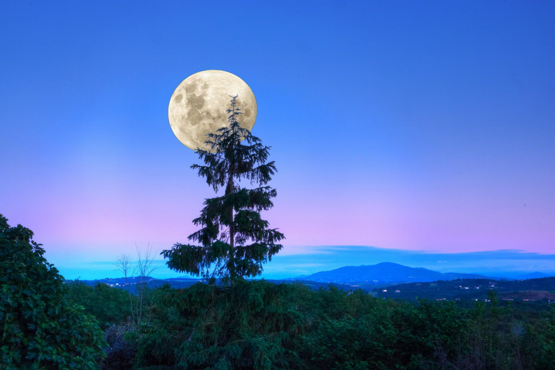 luna sera crepuscolo foresta alberi paesaggio