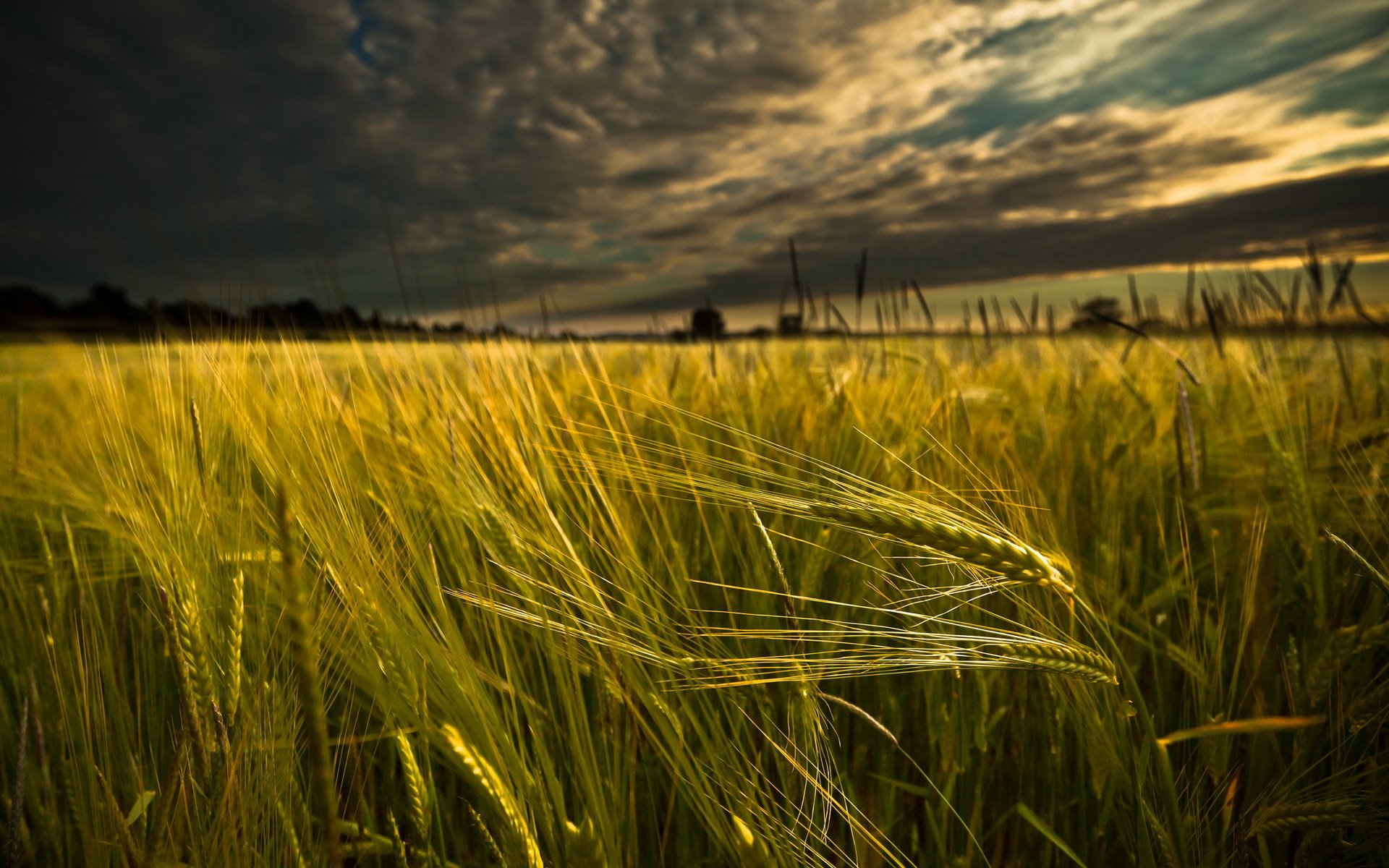 feld ohren landschaft