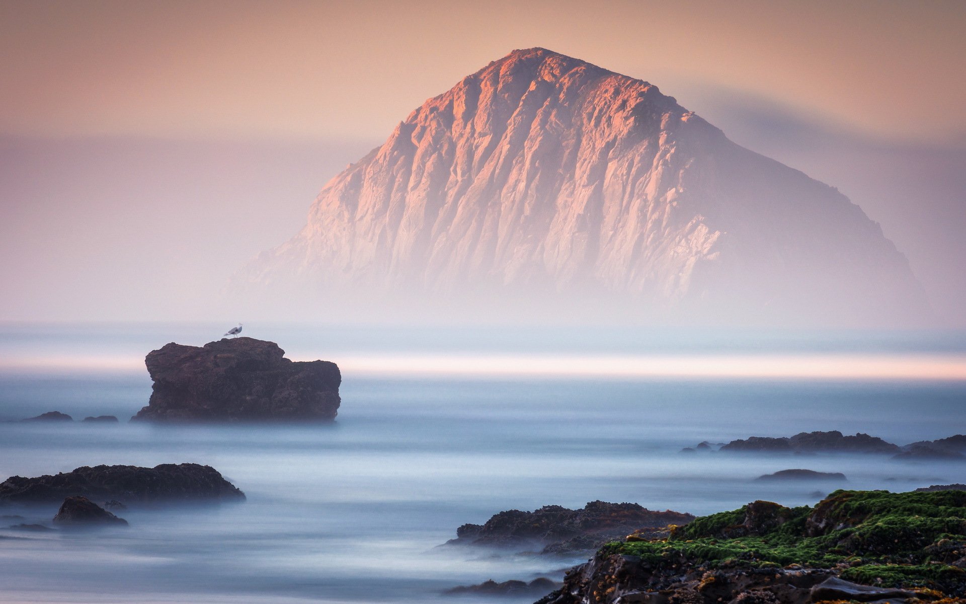 felsen meer nebel vogel landschaft