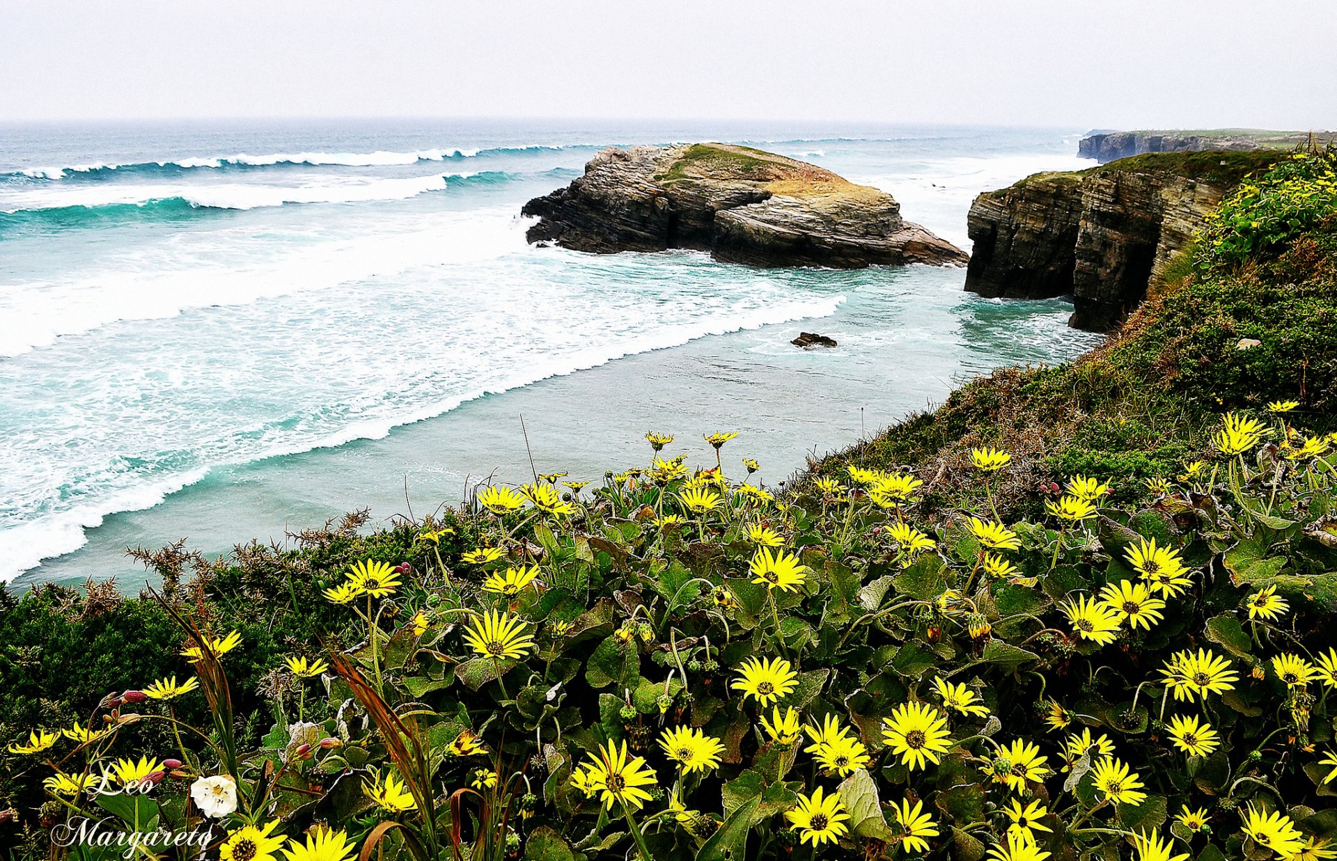 león margareto costa flores mar olas