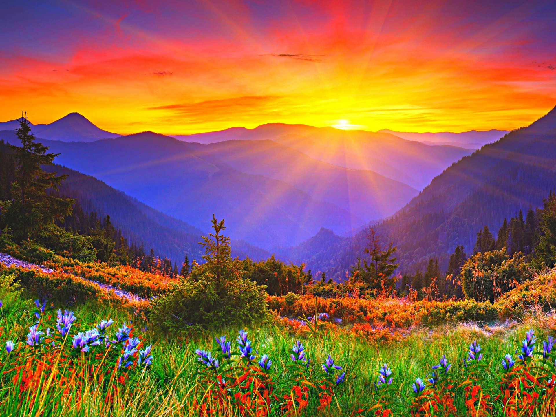 unset dawn mountain flower sun