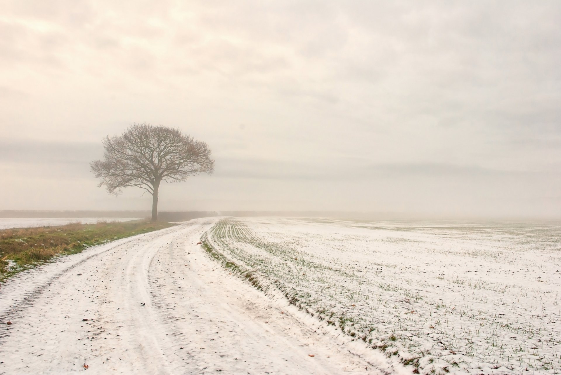 inverno neve campo strada albero