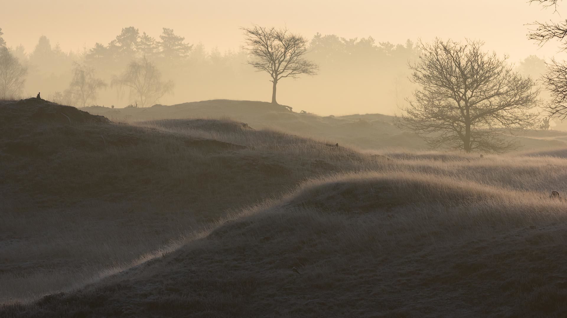 mattina campo nebbia paesaggio