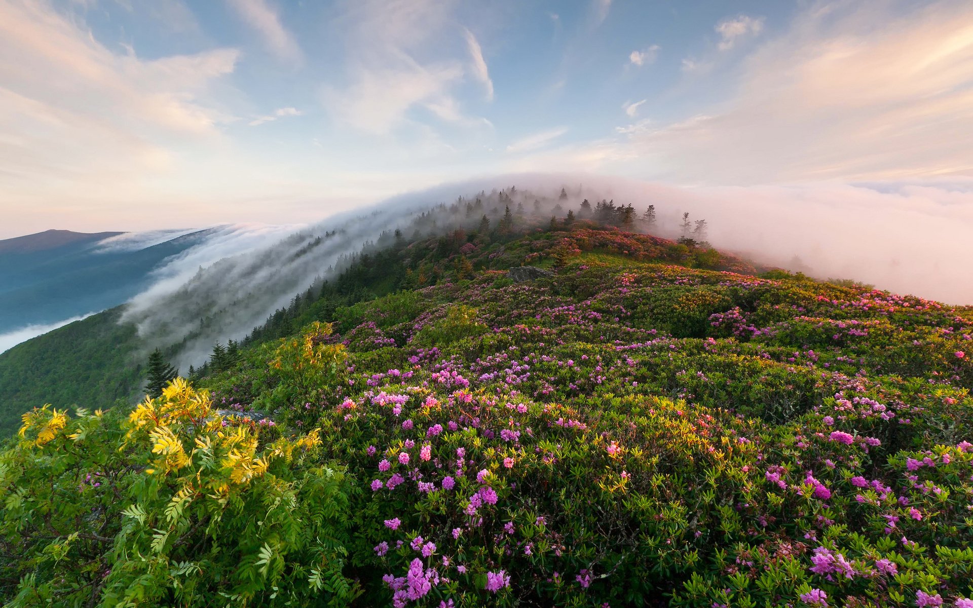 fleurs colline forêt nuages