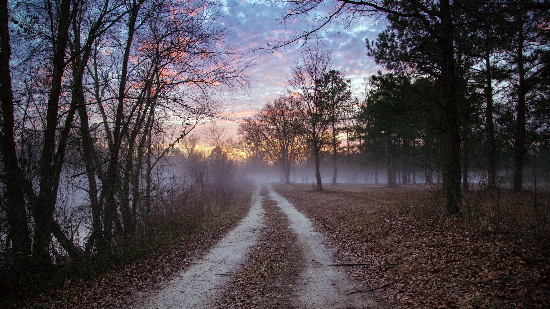 forest road landscape