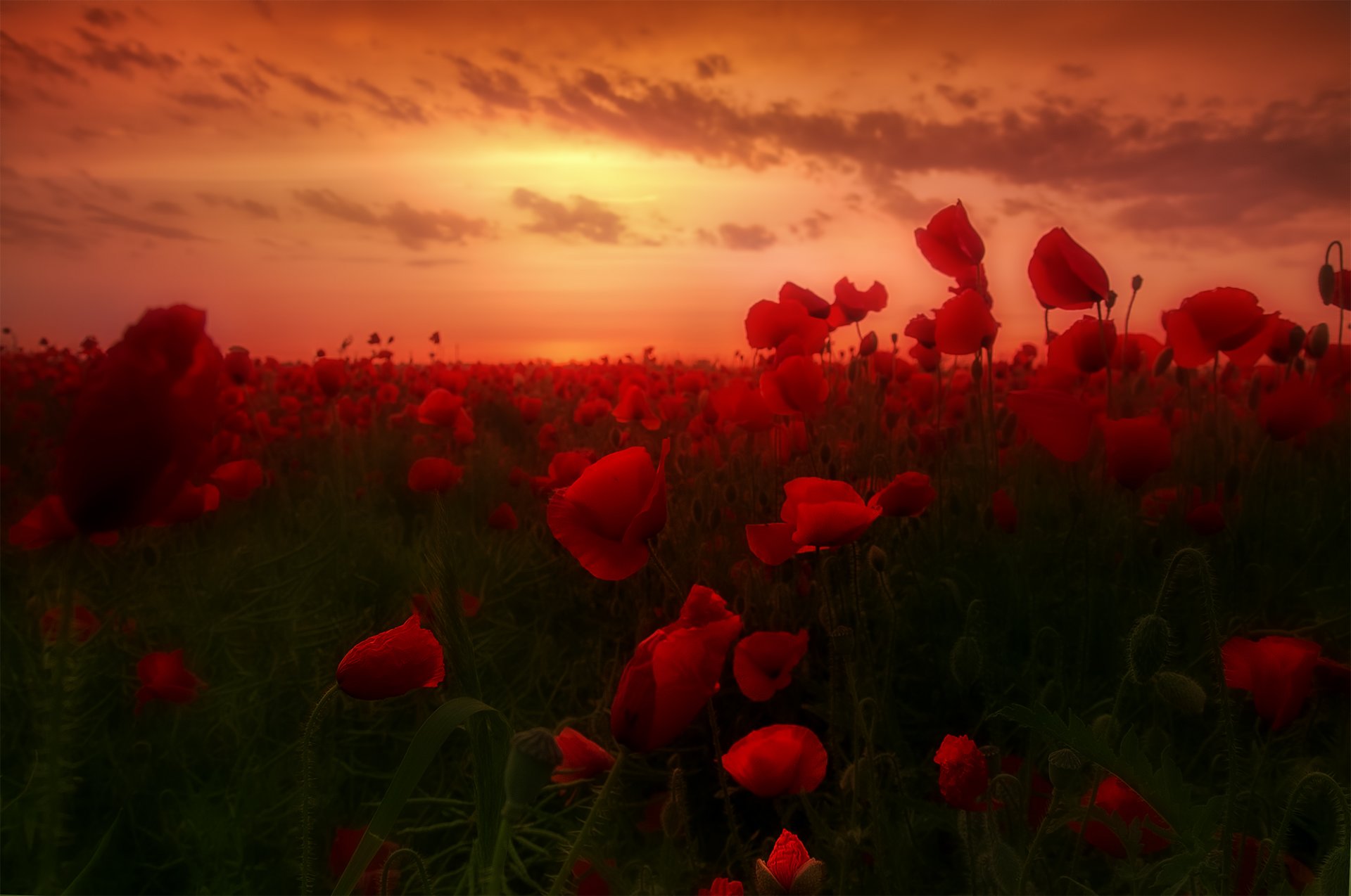 poppy field poppies dawn poppy field