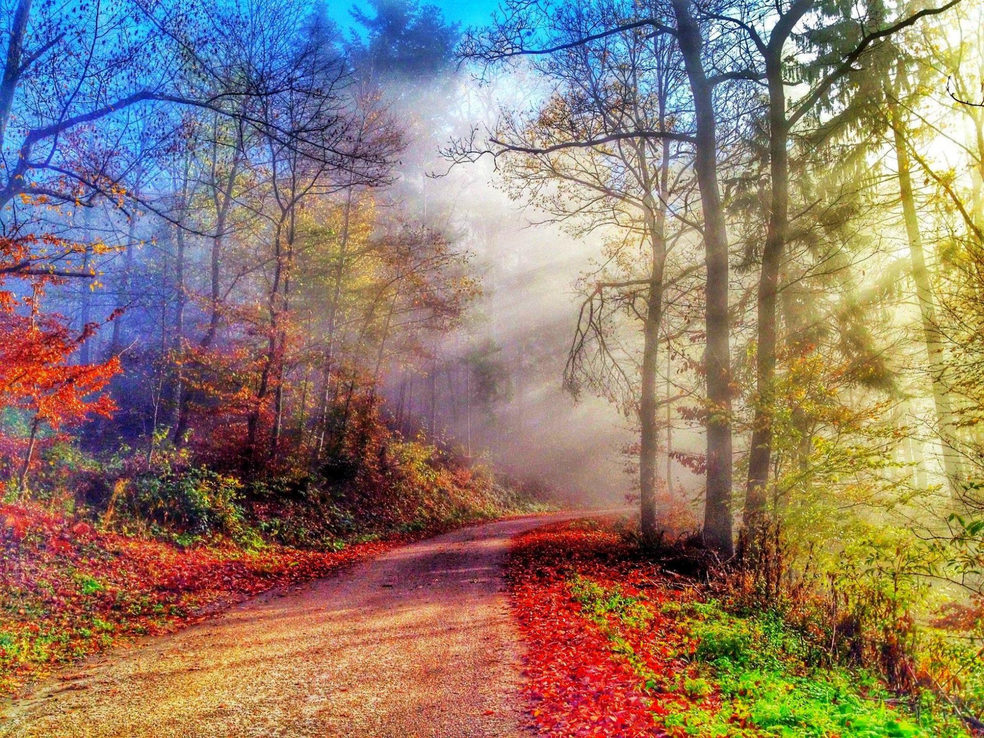 naturaleza bosque parque árboles hojas colorido camino otoño caída colores paseo