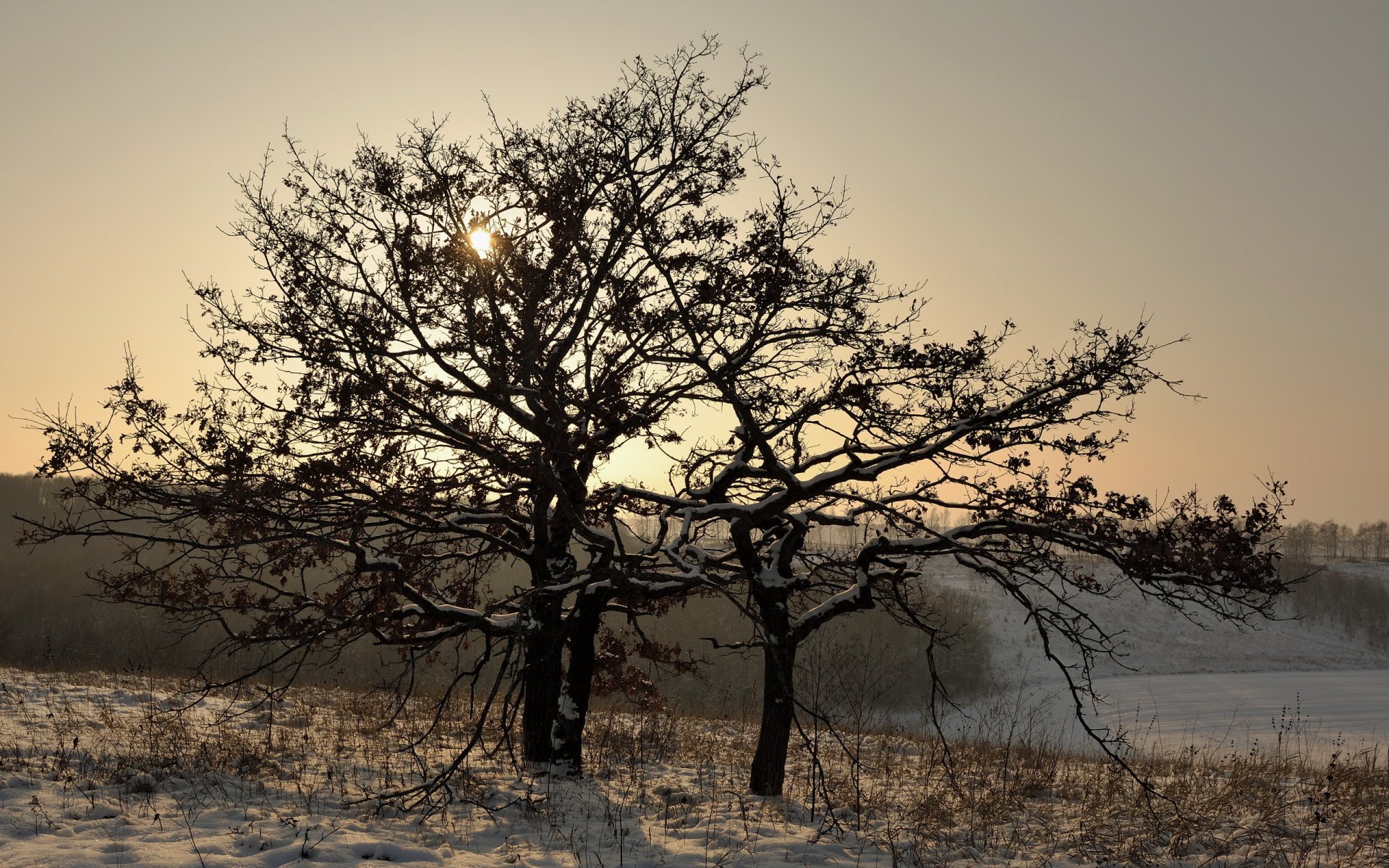 inverno albero neve paesaggio