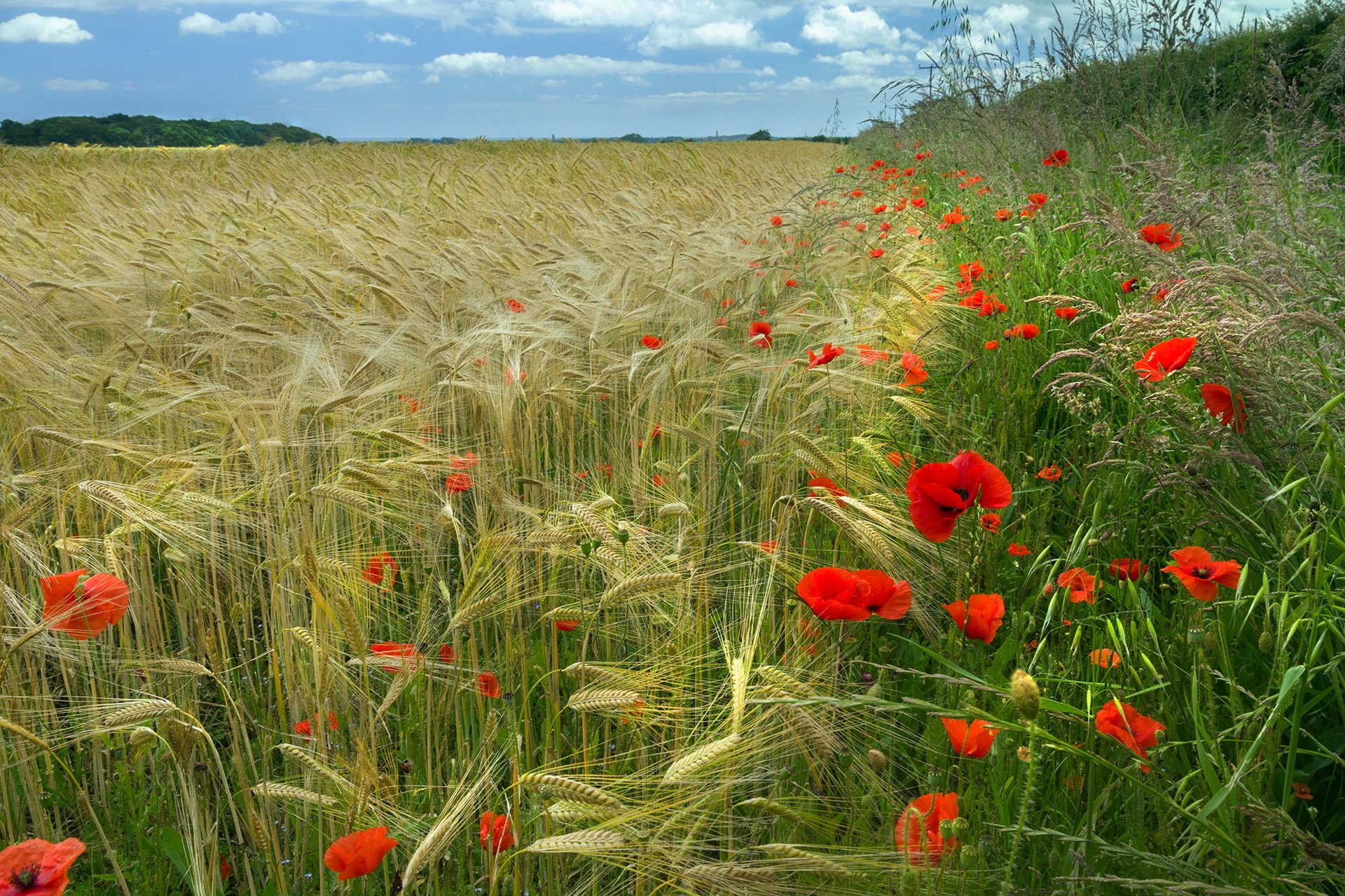 rot grün gold