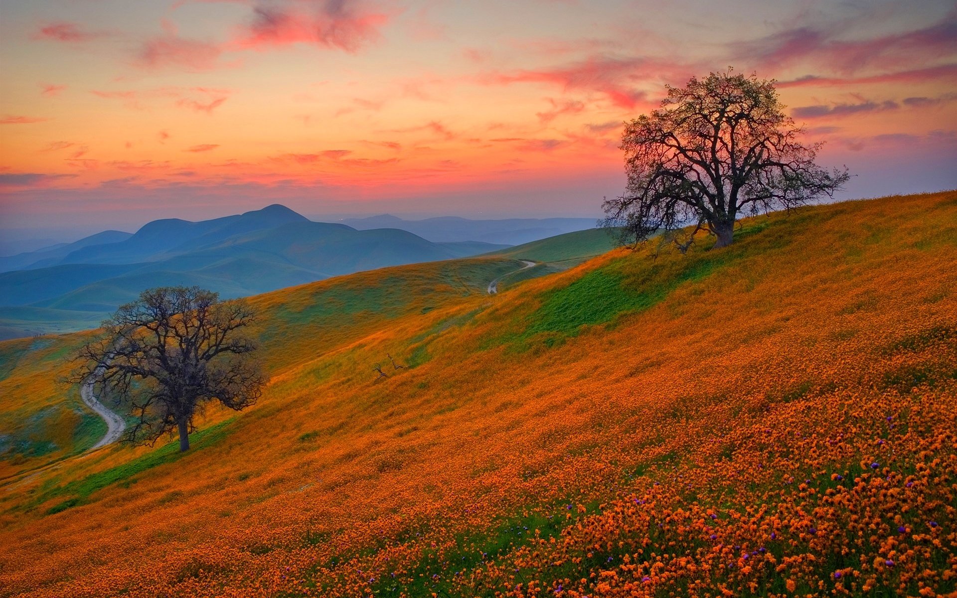 colline fiori tramonto