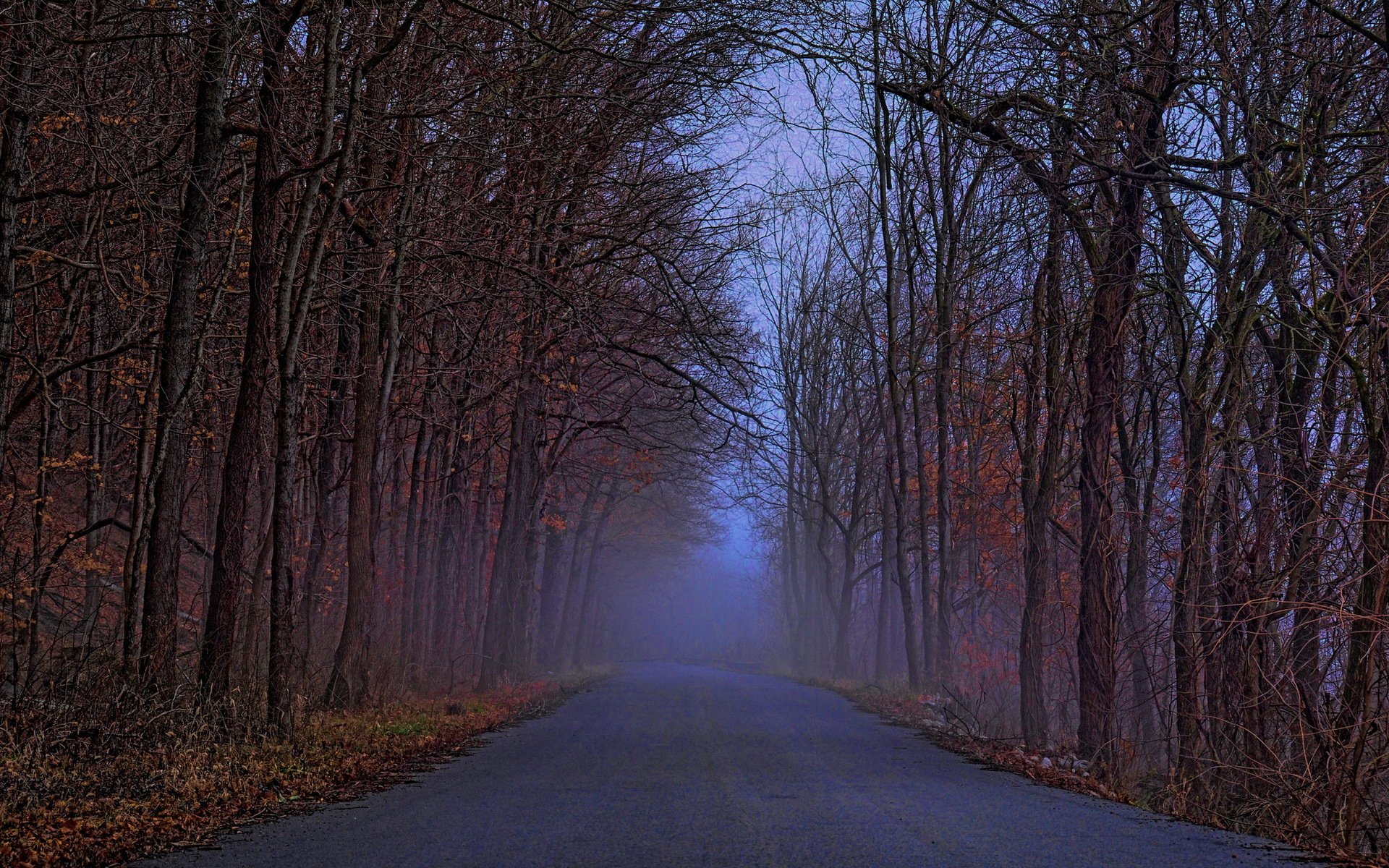 straße wald landschaft