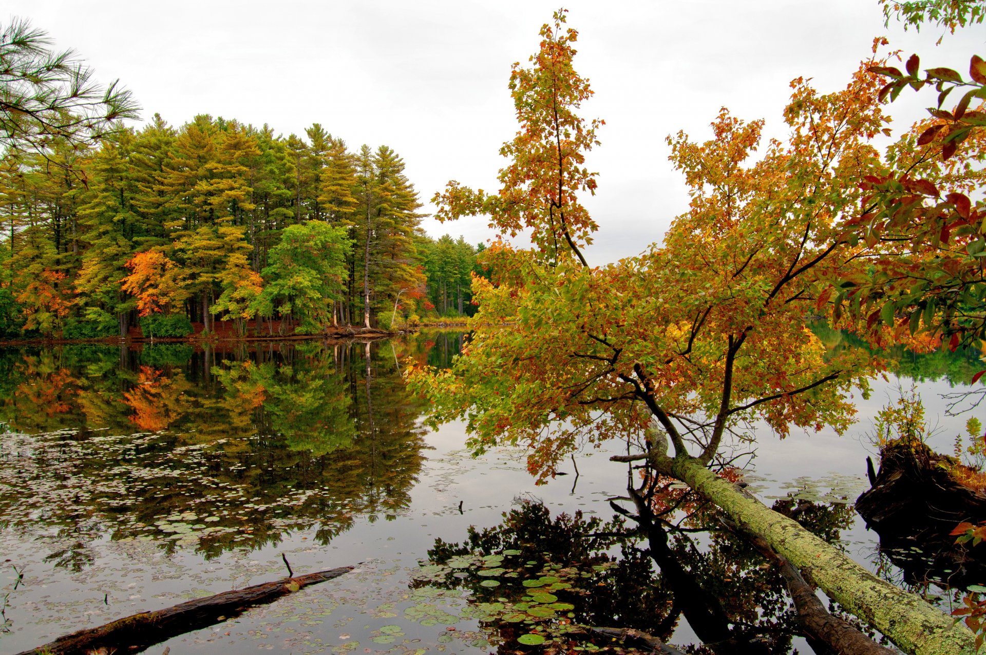 automne rivière rivage arbres ciel