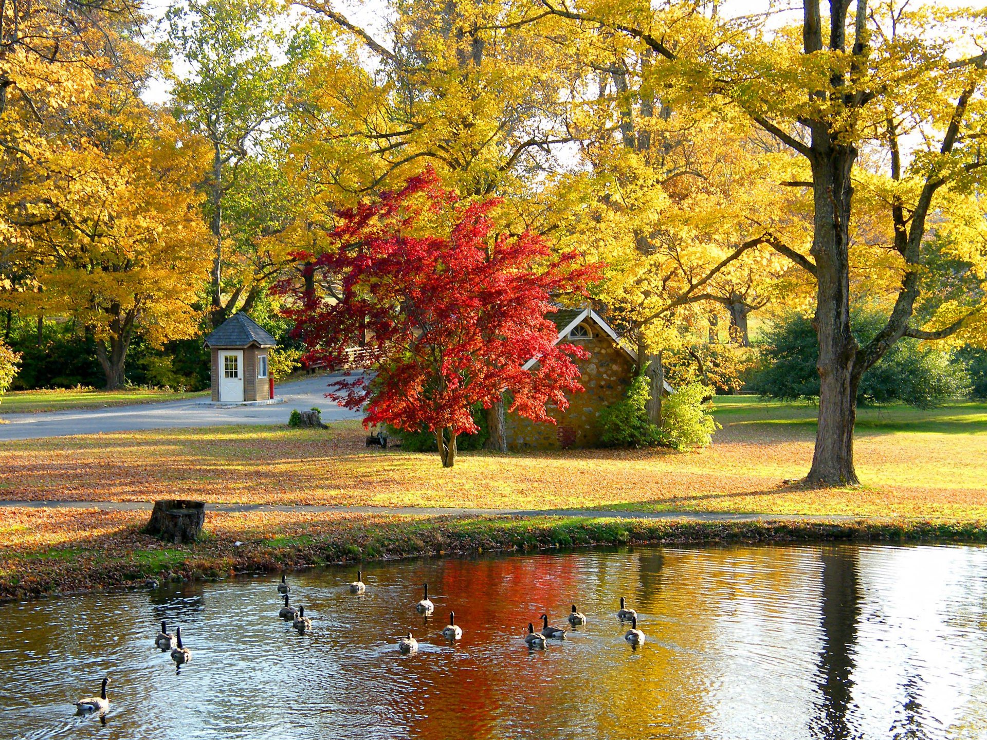 naturaleza paisaje bosque árboles otoño villa casas arquitectura vila casa ver