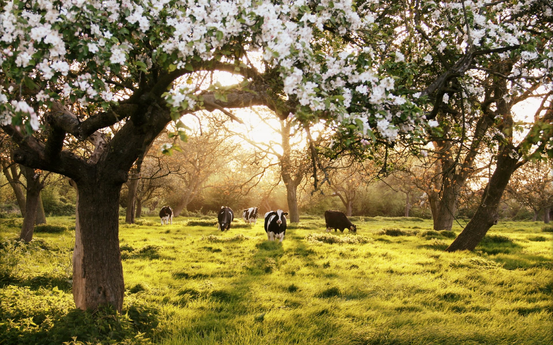 jardin vaches été paysage