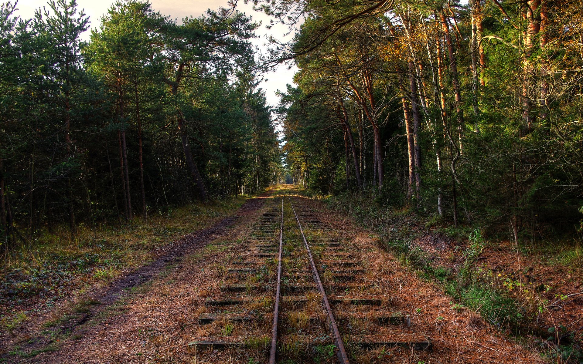 ferrocarril bosque árboles abandono