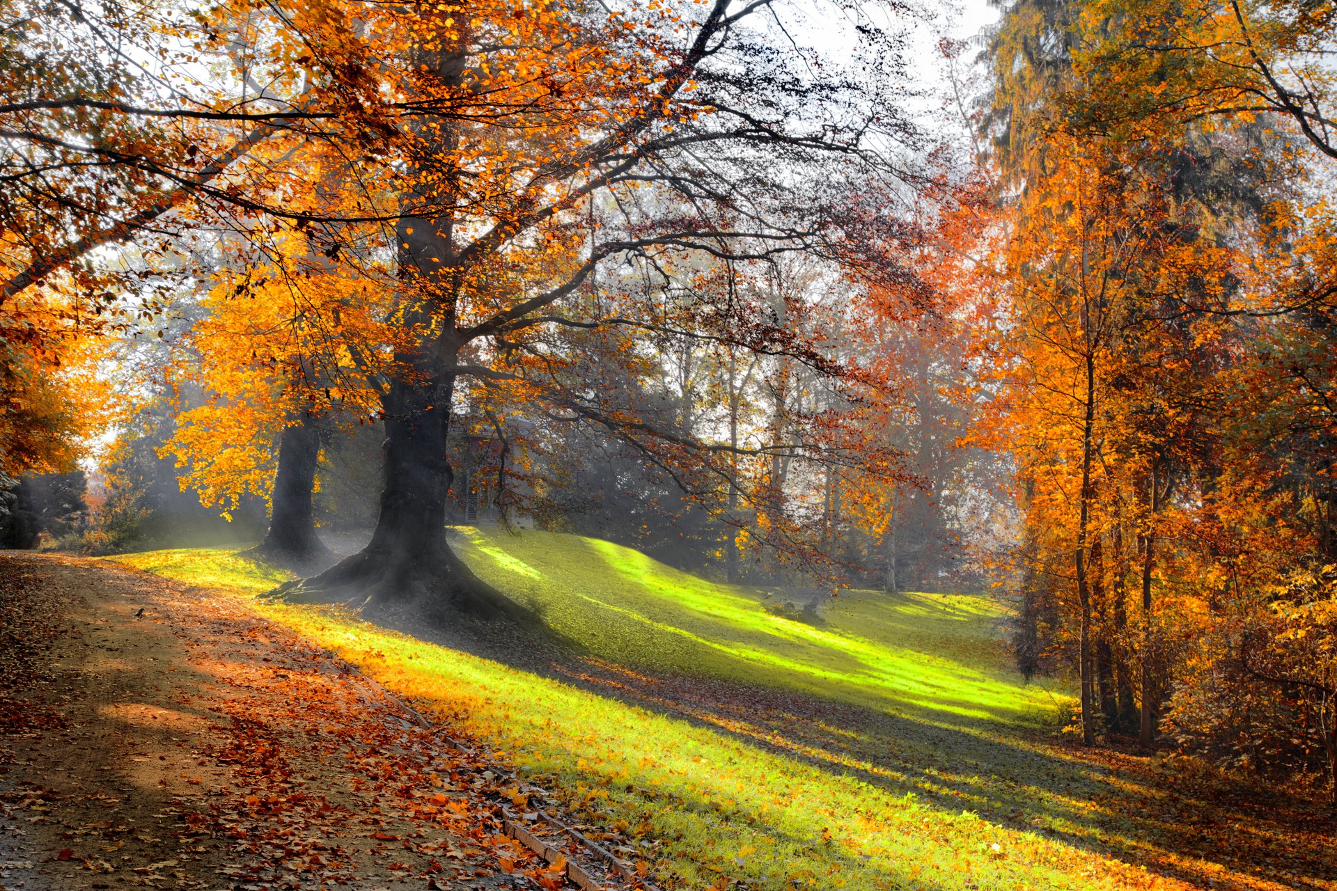 herbstpark sonnenstrahlen straße wald gras bäume natur landschaft schöne szene sonne