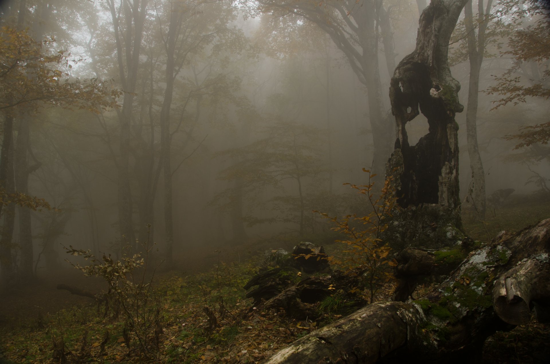 nebel wald bäume herbst