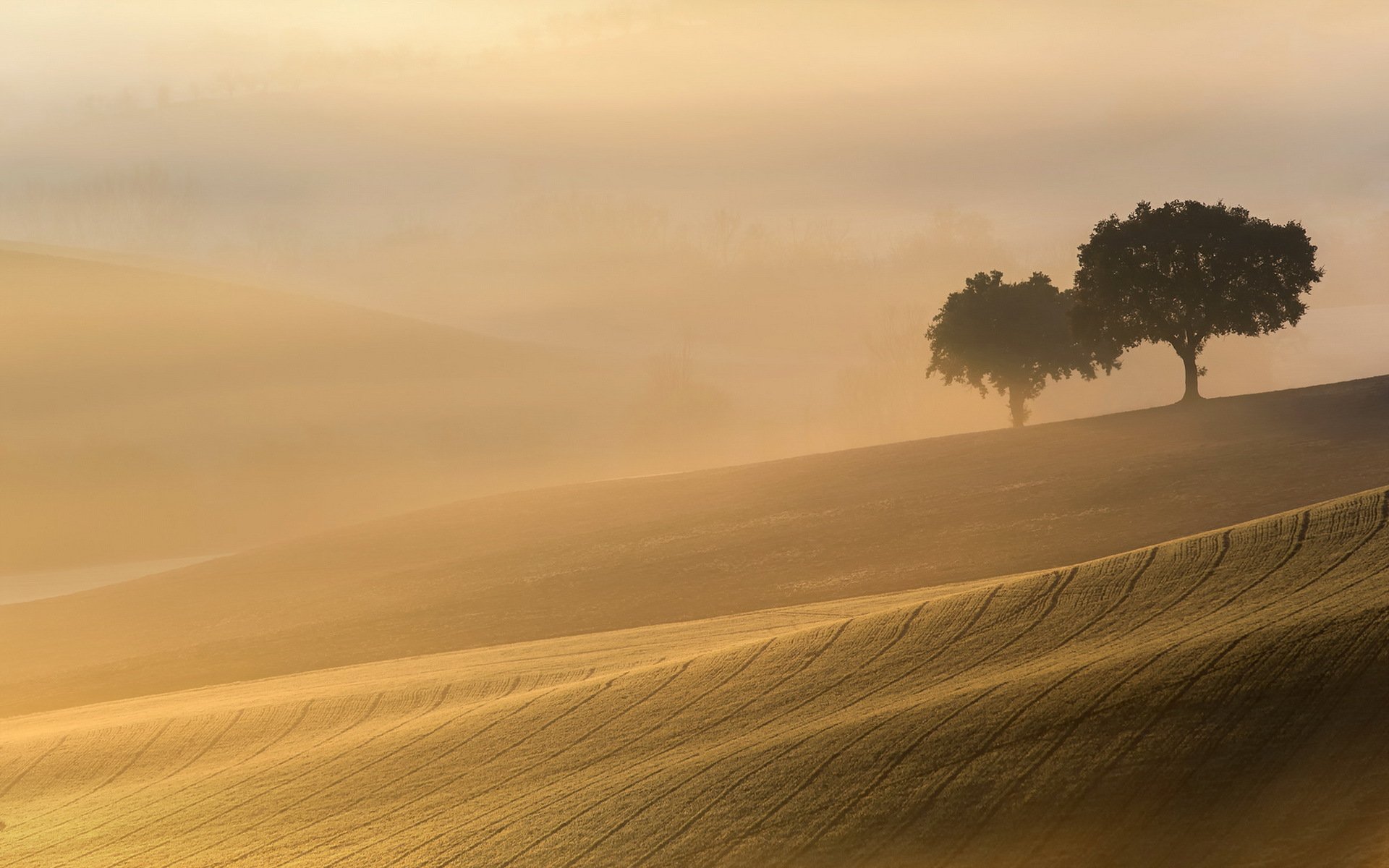 matin champ brouillard arbres lumière paysage