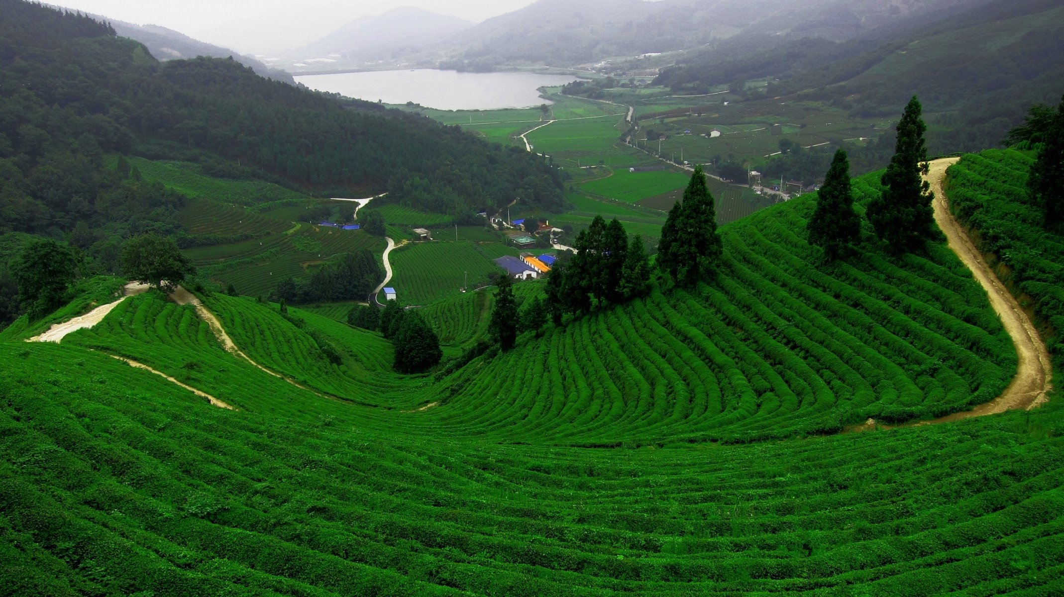 the field plantation tea mountain lake road