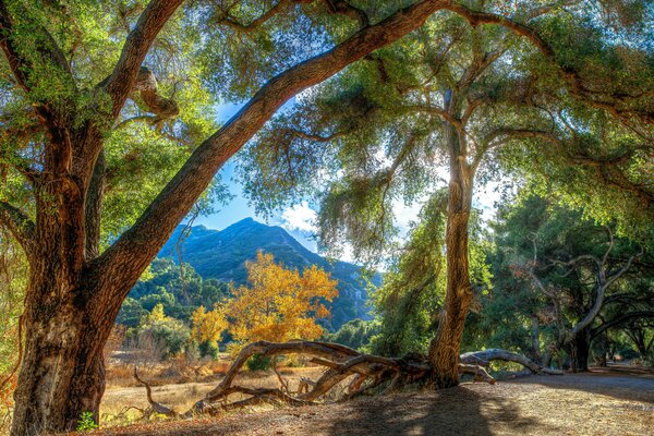 Sunlight breaks through the trees in the mountains