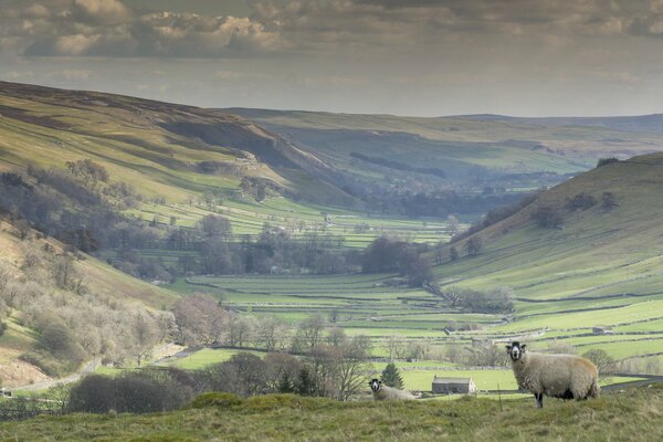 Sheep graze on misty hills