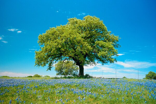 Un árbol en un campo con flores azules