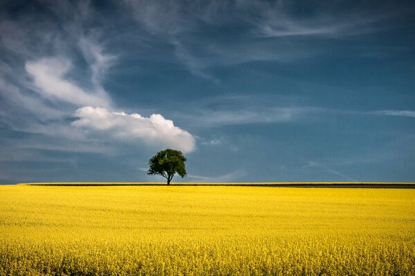 Albero solitario sul campo d oro