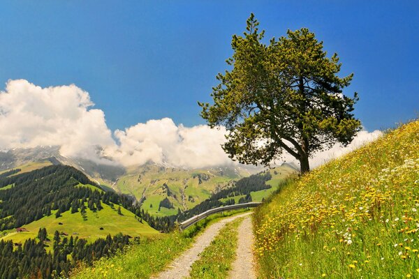 Ein Baum und eine Straße, die in die Berge führt