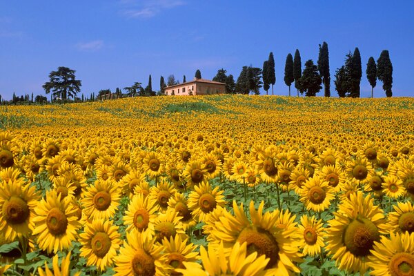 Un campo brillante y soleado de girasoles. En la distancia hay una casa en una colina cerca de High dereuves