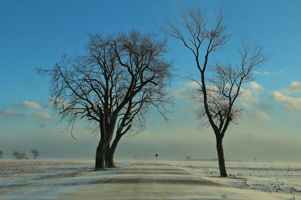 Winter trees live without leaves