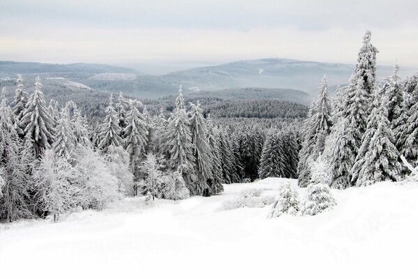 Invierno nevado en el bosque de abetos