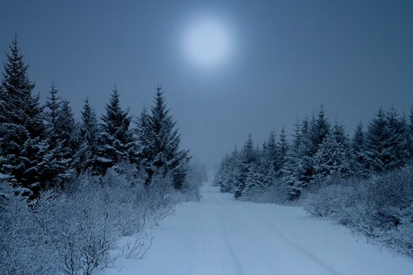 Night landscape of the winter forest