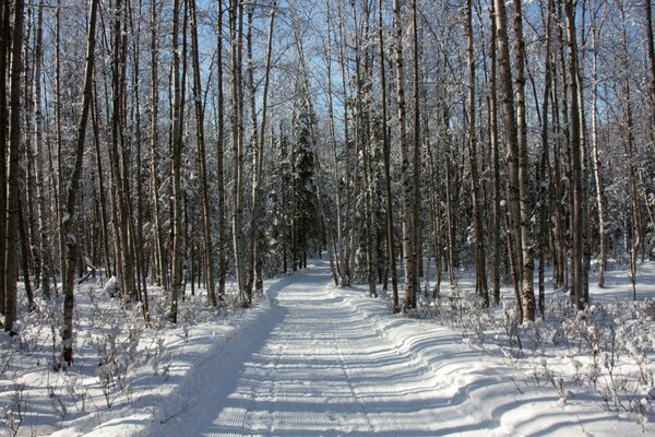 Strada nella foresta innevata invernale