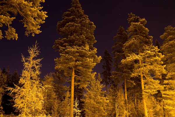 Nacht Winter Fichtenwald vor dem Hintergrund des Sternenhimmels