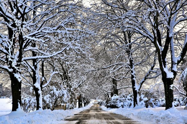 Camino a través de los árboles cubiertos de nieve