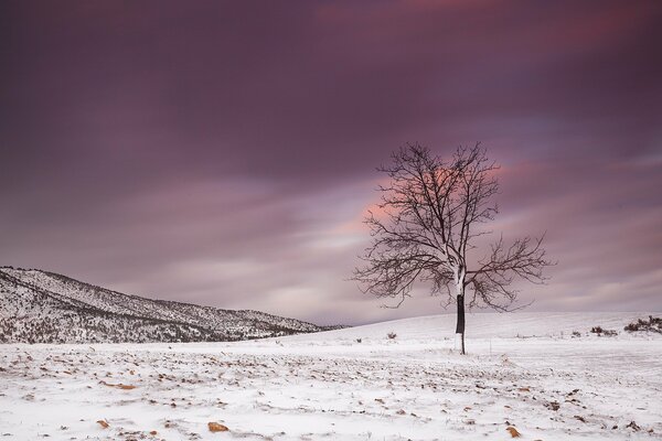 Paisaje de invierno, árbol y cielo rosa