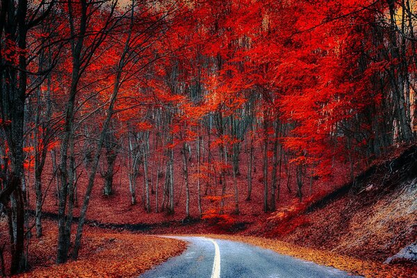 The road through the autumn crimson forest