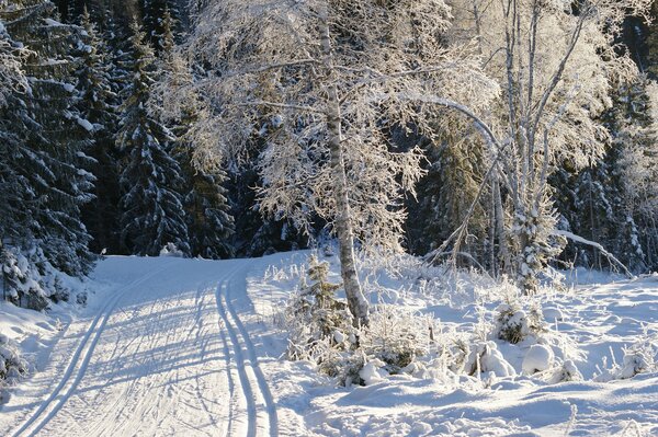 Camino de invierno árboles en escarcha y nieve